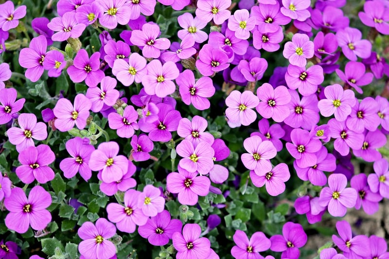 Colorful Flower Beds