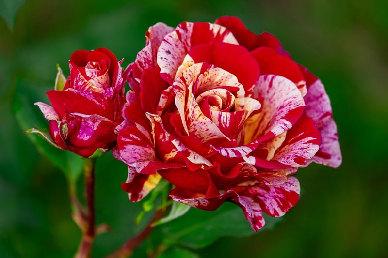 Outdoor Roses